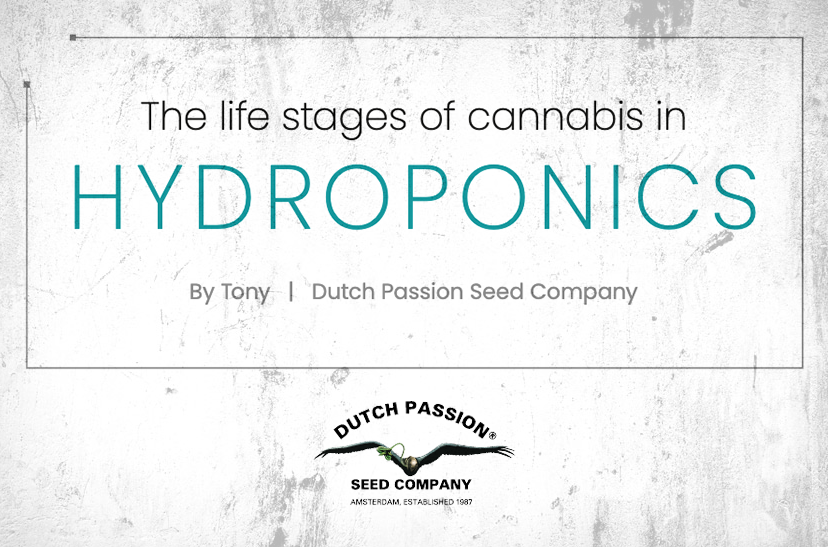 The life stages of cannabis in Hydroponics, By Tony - Dutch Passion