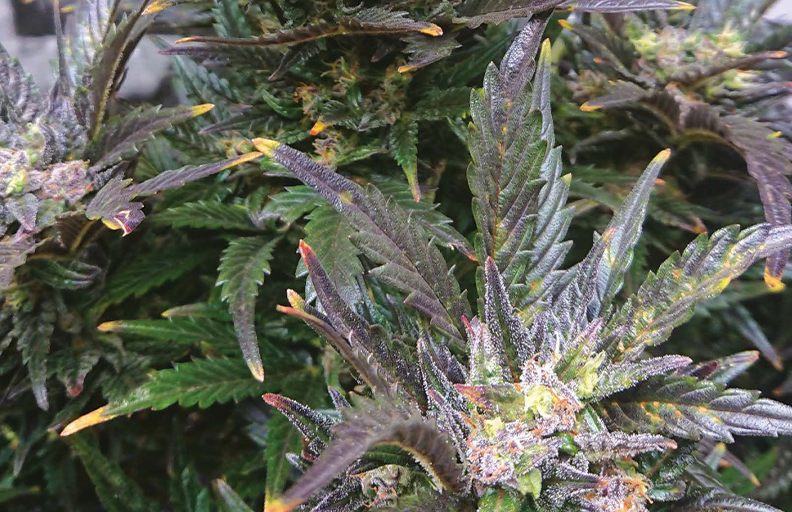 Each to his own, By Psy-23