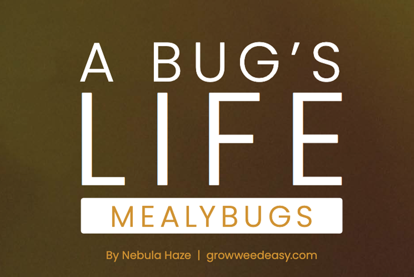 A Bug's Life, Mealy Bugs, By Nebula Haze