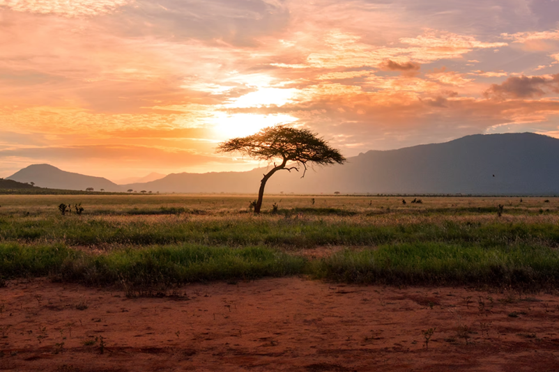 Cannabis Monopolies Emerge, South Africa Revs up Cannabis Masterplan