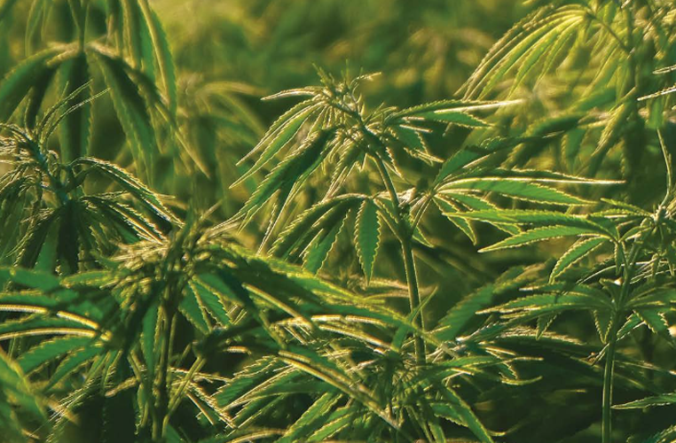 Pick your Own Hemp? Yes, It really is a thing!