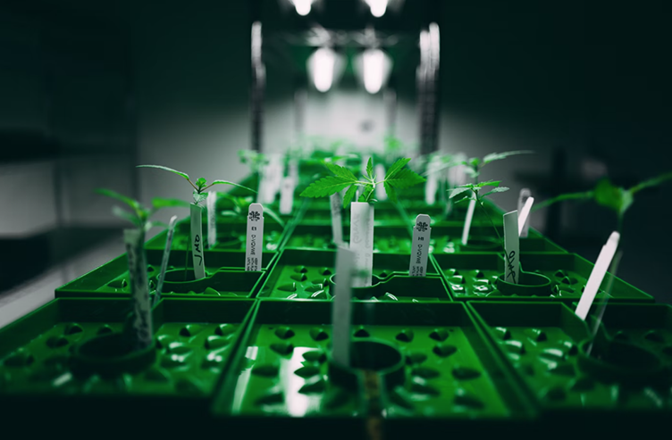 Pretty Little Pot, By Psy-23