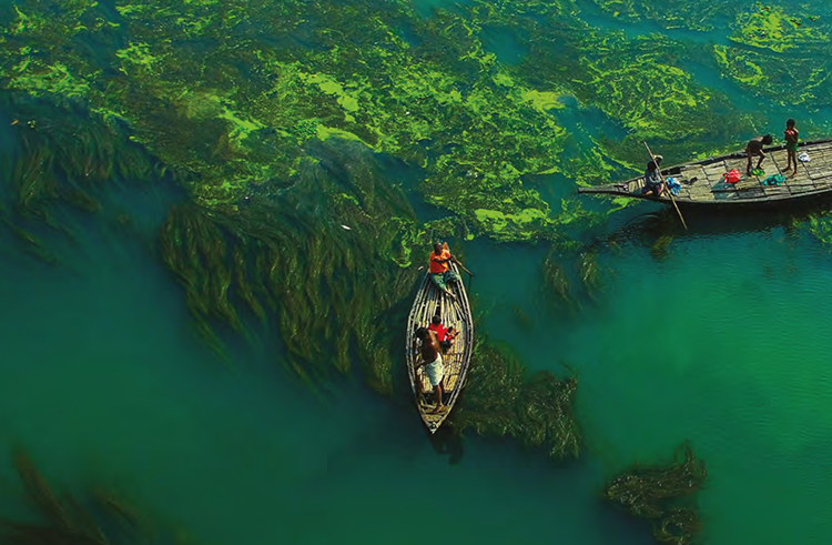 Folk Medicine Practitioners In Bangladesh relied on the Ethnomedicinal Benefits