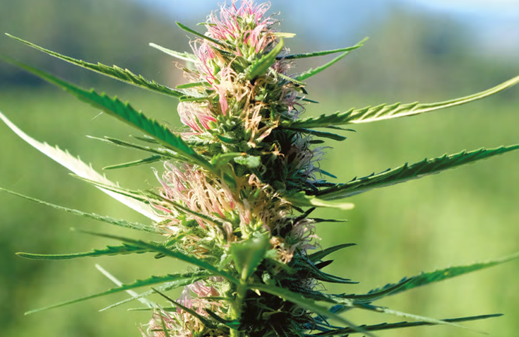 The Dawn of Cannabis Domestication