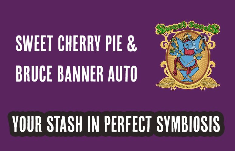 Sweet Cherry Pie and Bruce Banner Auto, By Sweet Seeds