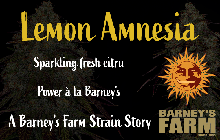 Lemon Amnesia, Sparkling Fresh Citrus, Barney's Farm Strain Story