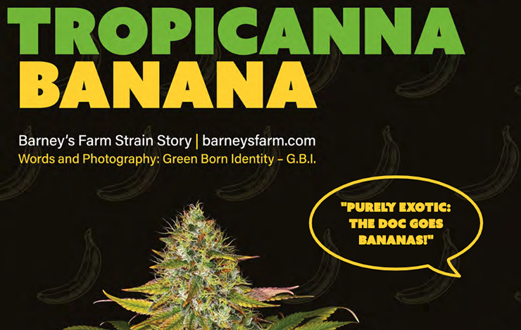 Barney's Farm Strain Story, Tropicanna Banana