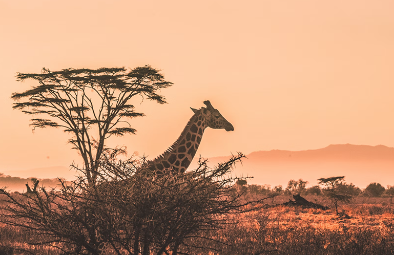 Africa´s cannabis is booming, but is it that ´African´?