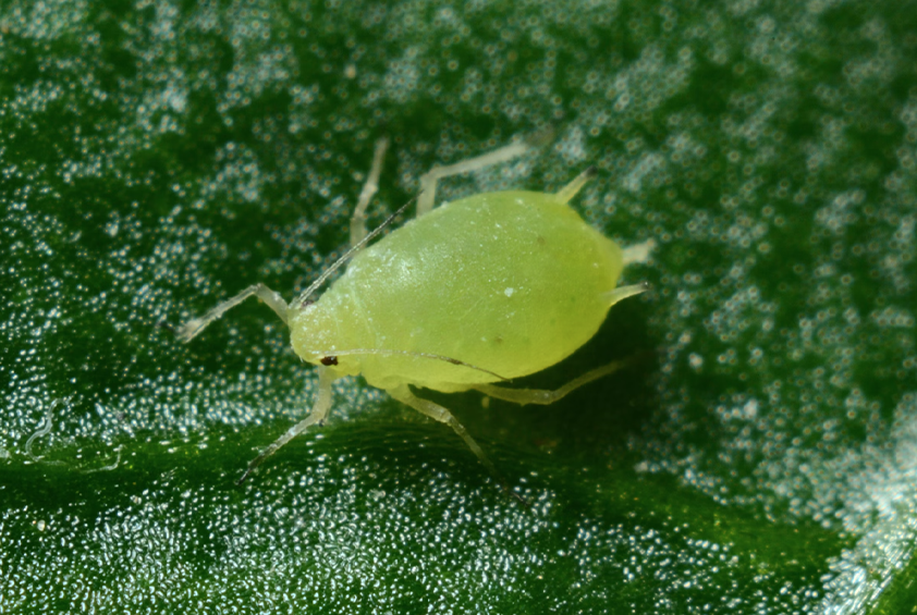A Bug's Life - Hemp Russet Mites