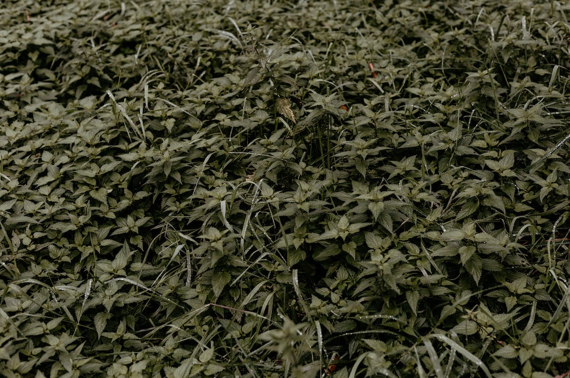 ‘We can’t breathe: Swazi Gold ‘cannabis’ grandmas rue South Africa’s legalization.’