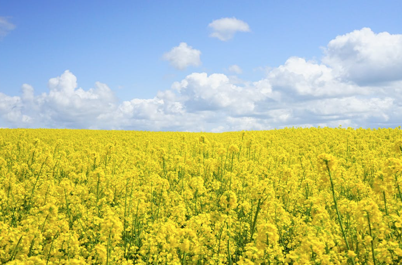 Surge In Cannabis Pollen Levels, Associated with Illegal Cultivation in Spain