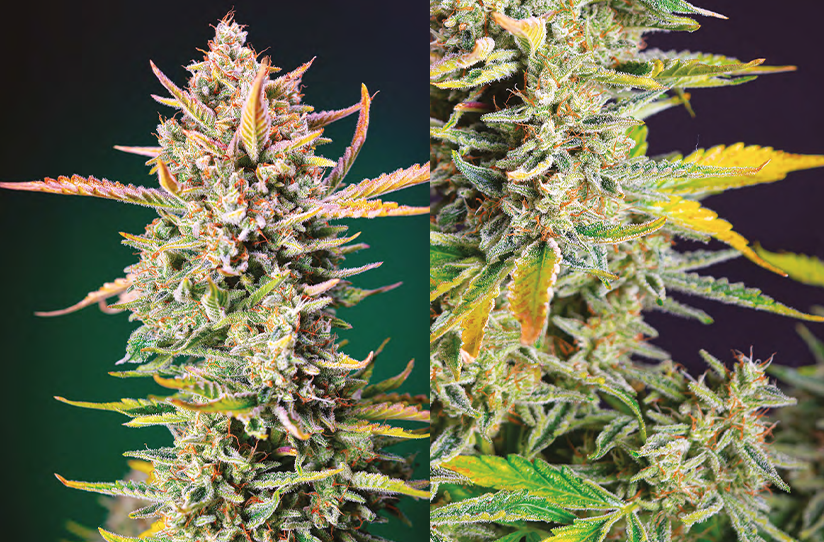 Following The Footsteps Of Gorilla Sherbet F1 From Sweet Seeds