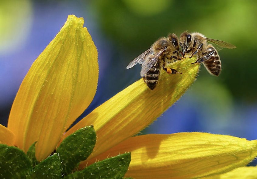 Do Bees Love Cannabis?