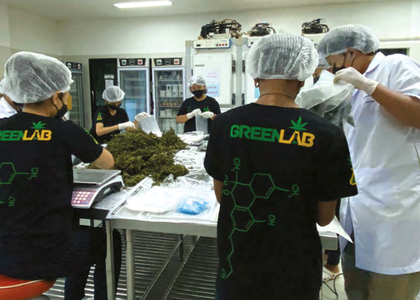 Cannabis in Thailand, Phuket Booming