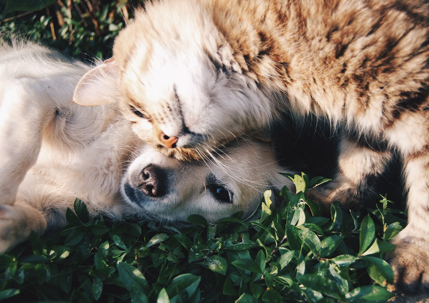 Is CBD Safe for your Pets?