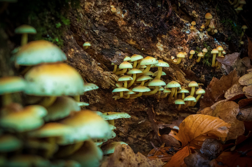 What Cannabis and Psychedelics Industries can learn from each other