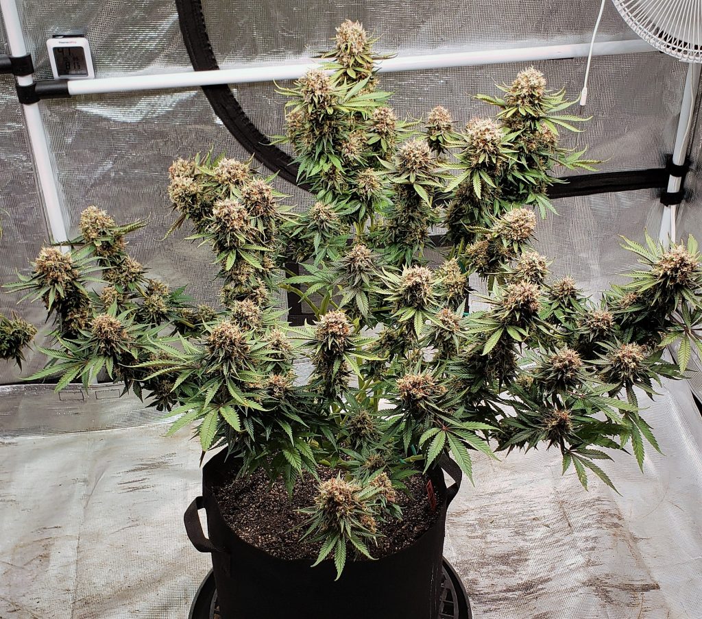 Power Plant, a history of the South African sativa, By Dutch Passion