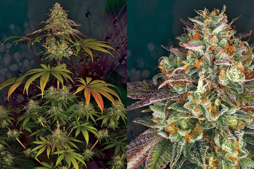 A Barney's Farm Strain Story - Wedding Cake