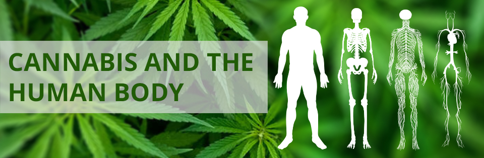 Cannabis and the Human Body