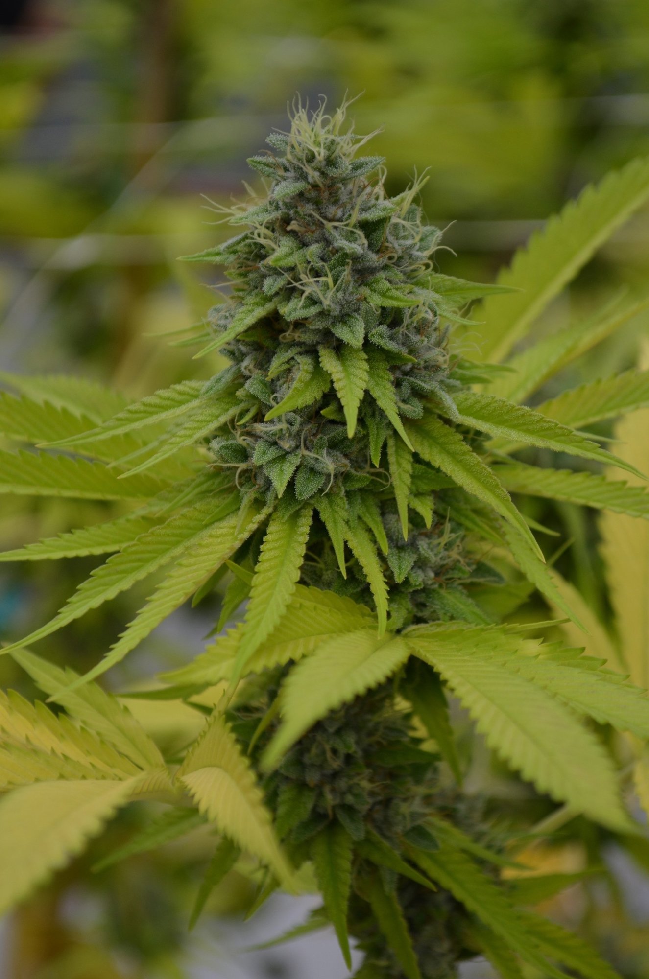 Kush Cannabis Seeds - Cookie Kush